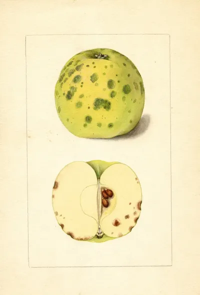 Malus Domestica 12