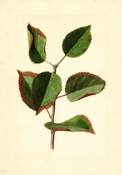 Malus Domestica 14