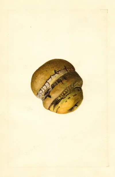 Malus Domestica 16