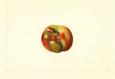 Malus Domestica 17