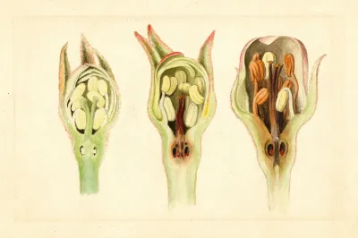 Malus Domestica 18