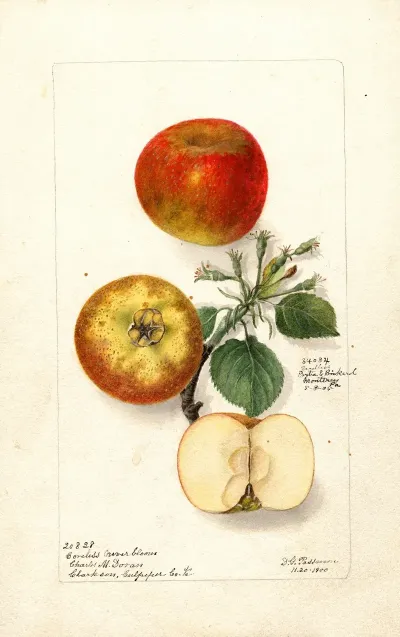 Malus Domestica 3