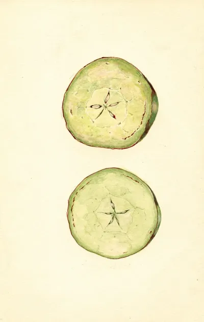 Malus Domestica 6
