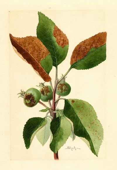 Malus Domestica 7