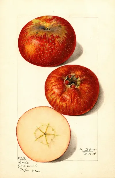 Malus Domestica 9