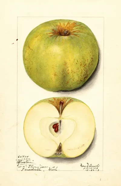 Malus Domestica Alfriston