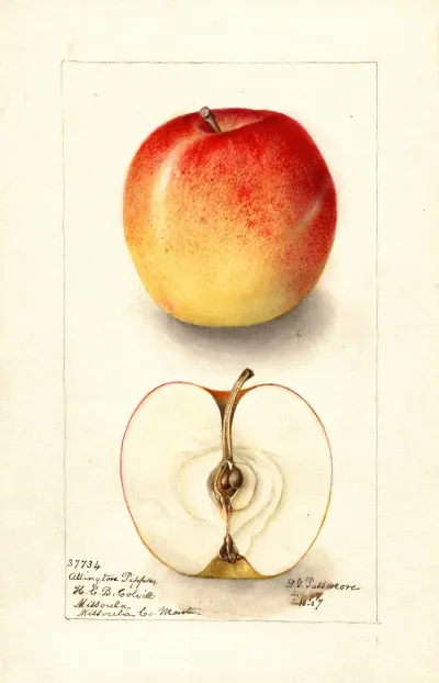 Malus Domestica Allington Pippin