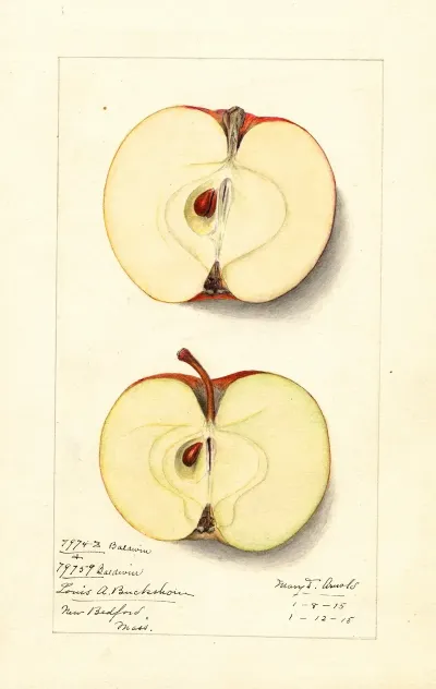 Malus Domestica Baldwin 2