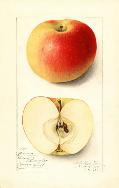 Malus Domestica Banana 2