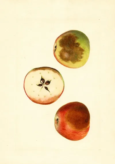Malus Domestica Ben Davis 2