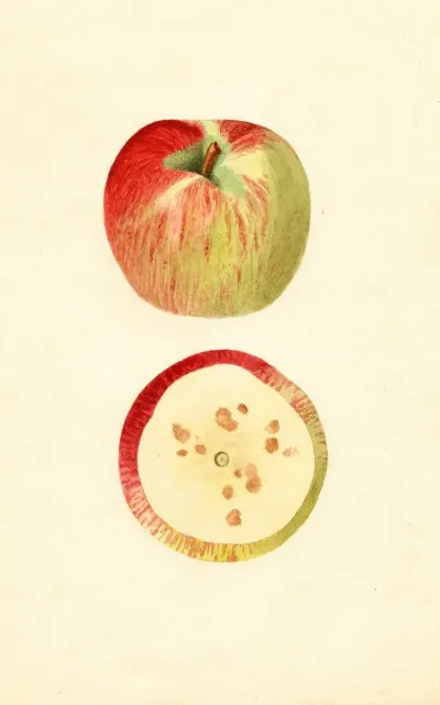 Malus Domestica Ben Davis