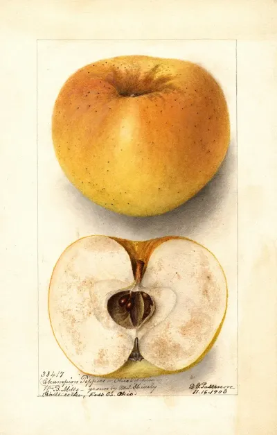 Malus Domestica Champion Pippin