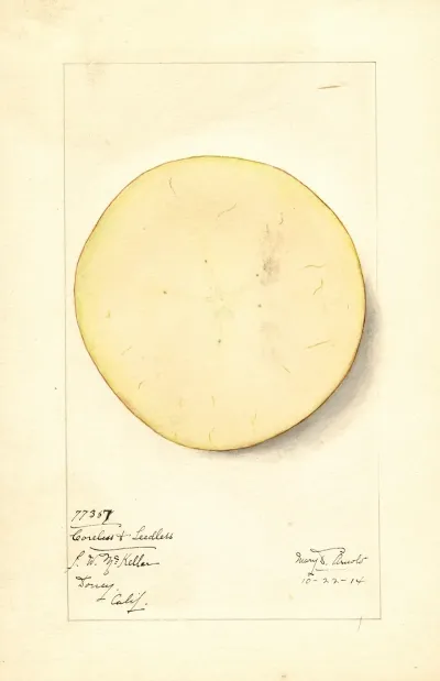 Malus Domestica Coreless Seedless 2
