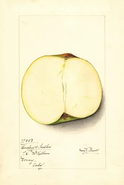 Malus Domestica Coreless Seedless 3