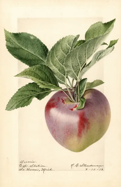 Malus Domestica Decarie