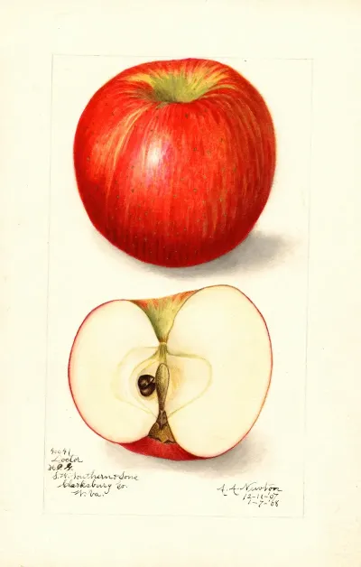 Malus Domestica Doctor