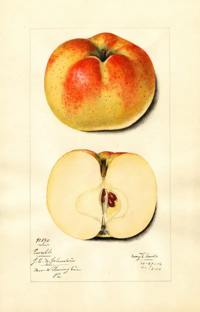 Malus Domestica Ewalt