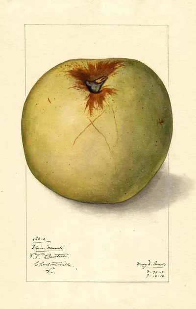 Malus Domestica Gloria Mundi