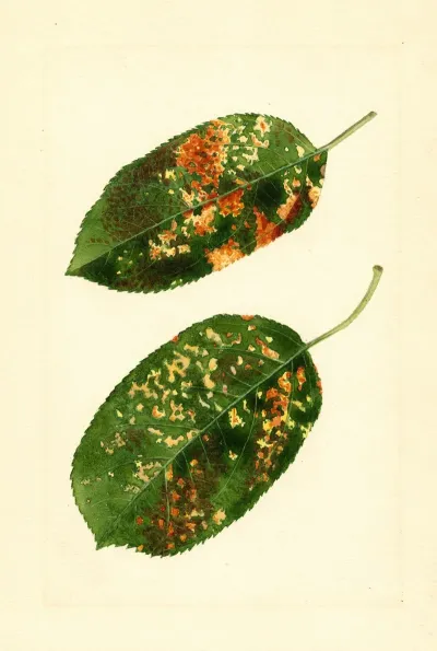 Malus Domestica Gravenstein
