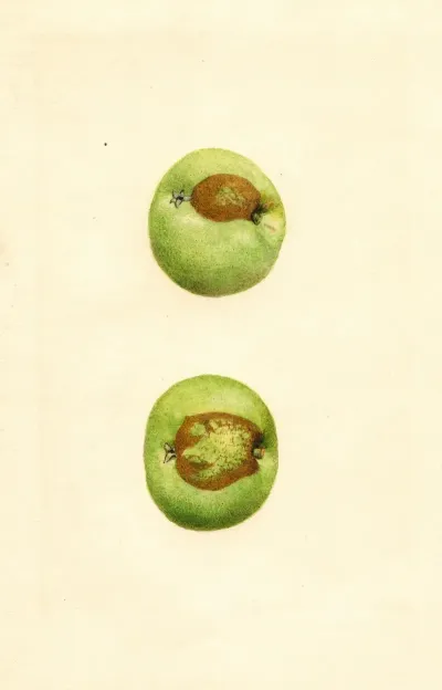 Malus Domestica Grimes 2