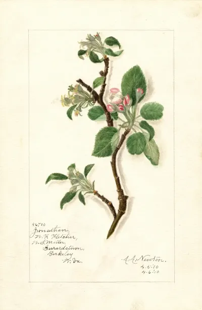 Malus Domestica Jonathan 2