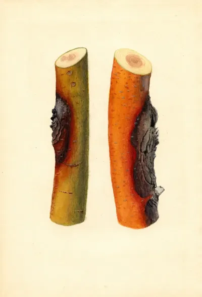 Malus Domestica Jonathan
