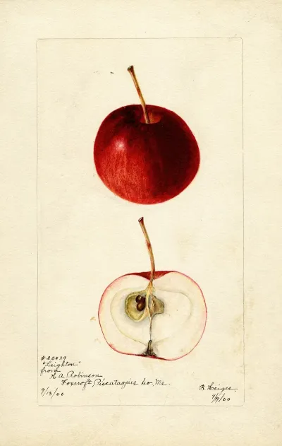 Malus Domestica Leighton