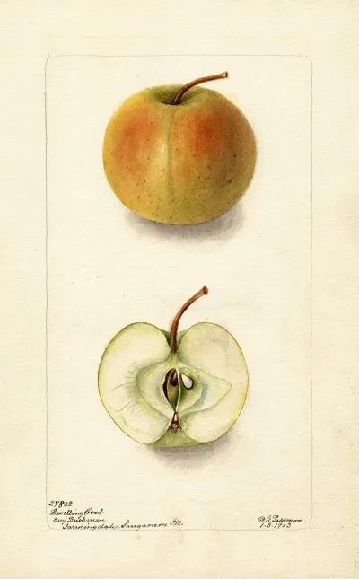 Malus Domestica Lewelling Crab