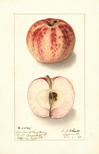 Malus Domestica Liveland Raspberry