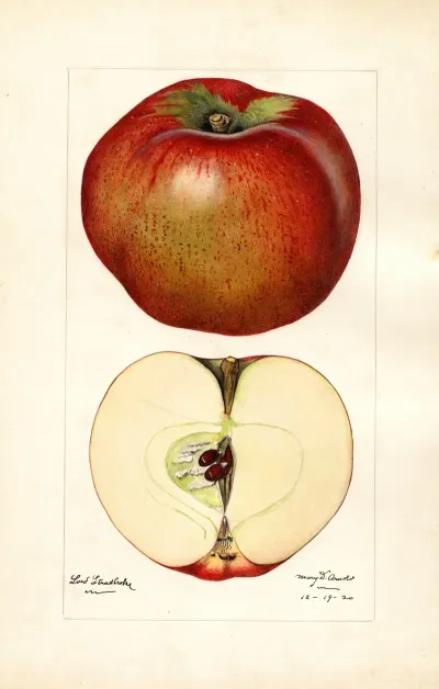 Malus Domestica Lord Stradbroke