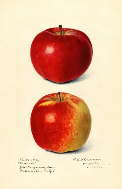 Malus Domestica Oranco