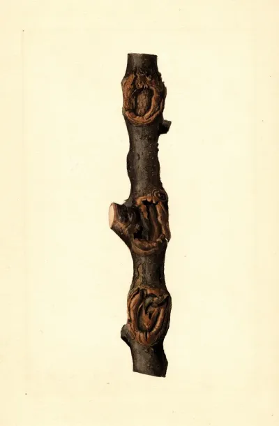 Malus Domestica Pioneer Of New Zealand