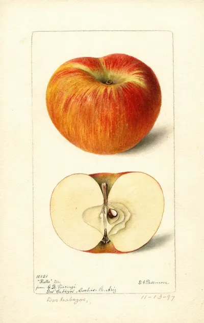 Malus Domestica Ralls