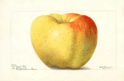 Malus Domestica Reinette Gris