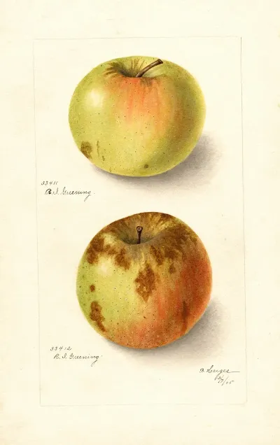 Malus Domestica Rhode Island Greening