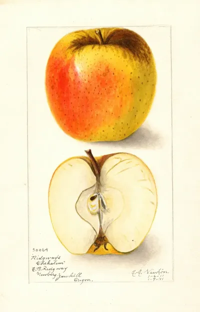 Malus Domestica Ridgeways Chehalem