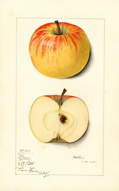Malus Domestica Rome 2