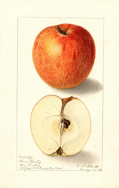 Malus Domestica Rome Beauty 2