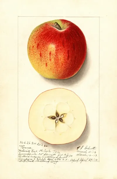 Malus Domestica Rome