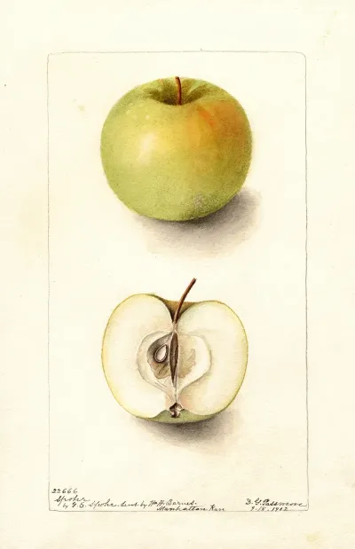 Malus Domestica Spohr