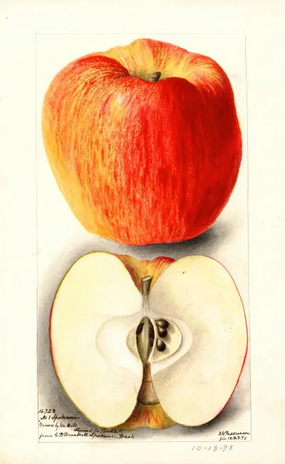 Malus Domestica Spokane