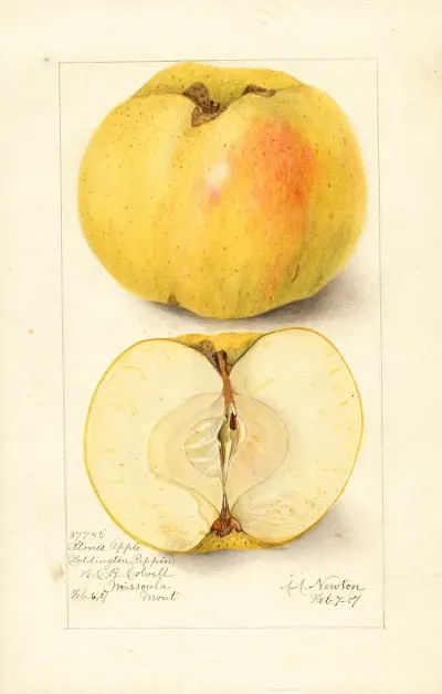 Malus Domestica Stones Apple