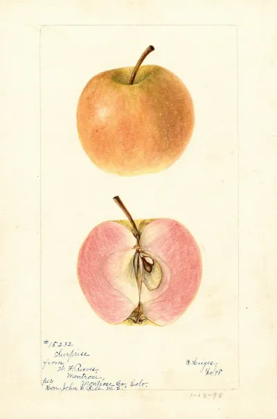 Malus Domestica Surprise