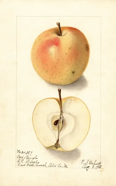 Malus Domestica Tart Bough