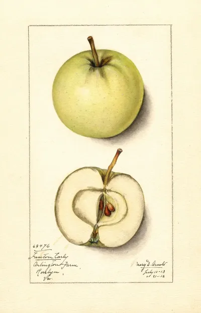 Malus Domestica Trenton Early