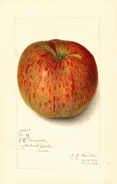 Malus Domestica Twenty Ounce