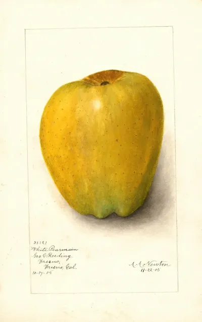 Malus Domestica White Pearmain