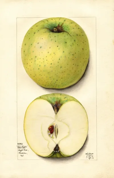 Malus Domestica White Pippin 3