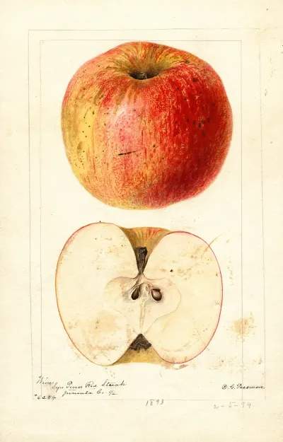 Malus Domestica Wine