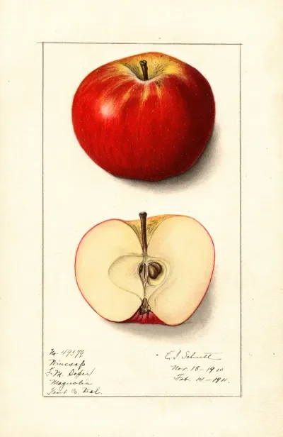 Malus Domestica Winesap 2